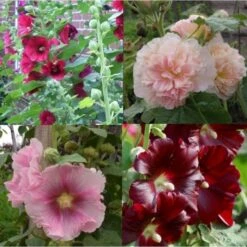 7 Pflanzen (Bunter Stockrosen) Mix -Günstiges Lichtnelke Geschäft 10 stockrosen Mix lichtnelke