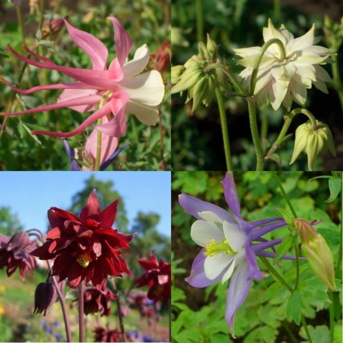 6 Pflanzen Akelei (Aquilegia) Mix 1 6 Pflanzen Akelei (Aquilegia) Mix