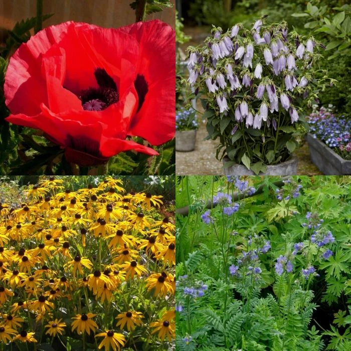 16 Pflanzen (Hohe Beetstauden Bunte Mischung) Mix 2 16 Pflanzen (Hohe Beetstauden Bunte Mischung) Mix - Image 2