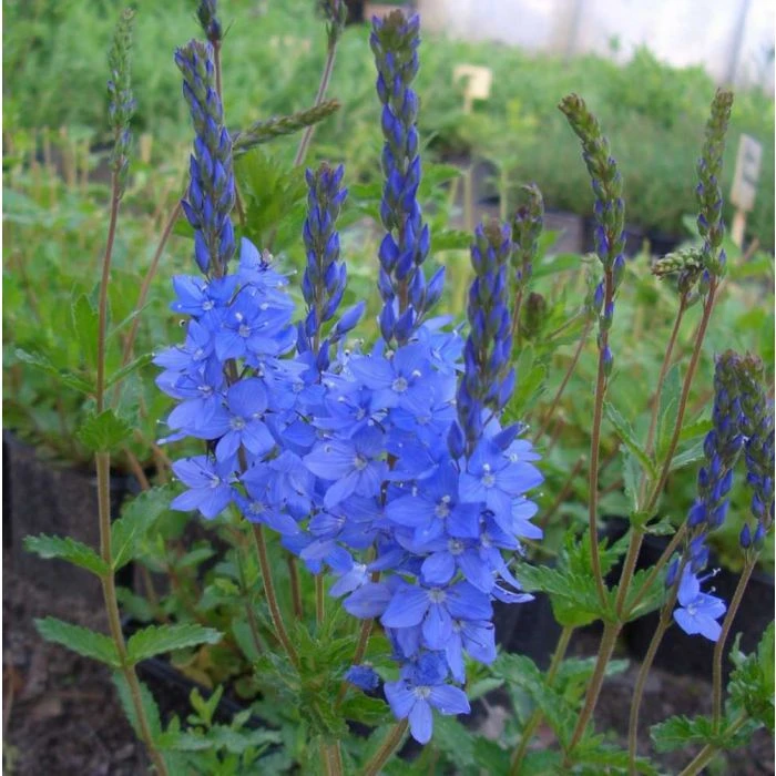 Österreichischer Ehrenpreis (Veronica Austriaca) Königsblau 2 Österreichischer Ehrenpreis (Veronica Austriaca) Königsblau - Image 2