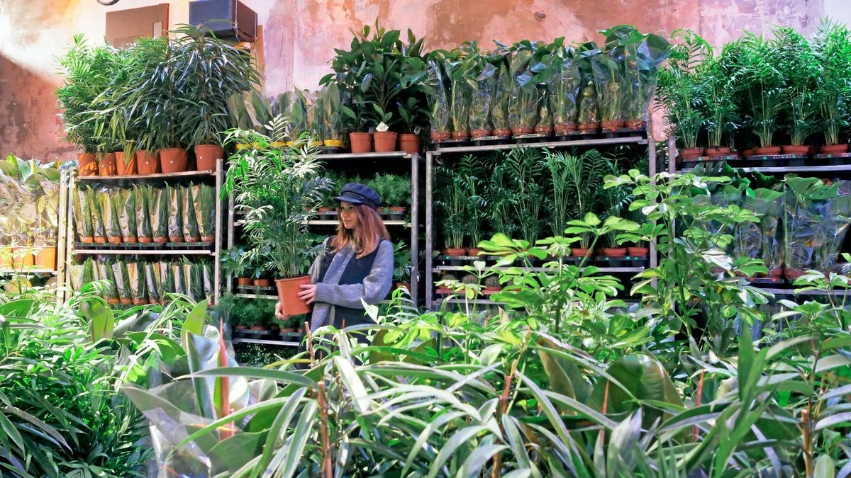 Günstiges Lichtnelke Geschäft -Günstiges Lichtnelke Geschäft 238001971 1679917722 v16 9 1200