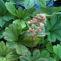 Schaublatt (Rodgersia Aesculifolia)