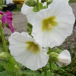 Günstiges Lichtnelke Geschäft -Günstiges Lichtnelke Geschäft Alcea rosea Stockrose Polarstar lichtnelke OWZ I