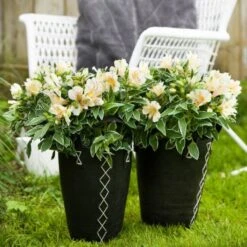 5 Pflanzen Inkalilie (Alstroemeria) Mix 8 5 Pflanzen Inkalilie (Alstroemeria) Mix -Günstiges Lichtnelke Geschäft Alstroemeria Inkalilie MIX I