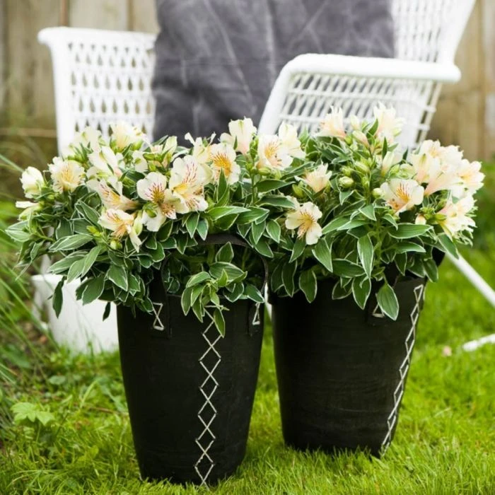 5 Pflanzen Inkalilie (Alstroemeria) Mix 4 5 Pflanzen Inkalilie (Alstroemeria) Mix - Image 4