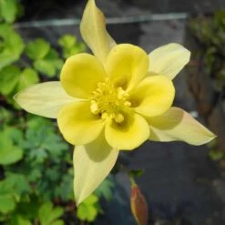 Günstiges Lichtnelke Geschäft -Günstiges Lichtnelke Geschäft Aquilegia chrysanta Akelei Yellow Queen lichtnelke MIX