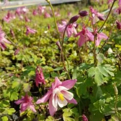 Günstiges Lichtnelke Geschäft -Günstiges Lichtnelke Geschäft Aquilegia flabellata Akelei Spring Magic Rosa Wei lichtnelke OWZ II 1
