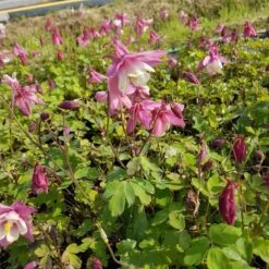 Akelei (Aquilegia Flabellata) SPRING MAGIC Rose White 8 Akelei (Aquilegia Flabellata) SPRING MAGIC Rose White -Günstiges Lichtnelke Geschäft Aquilegia flabellata Akelei Spring Magic Rosa Wei lichtnelke OWZ I 1