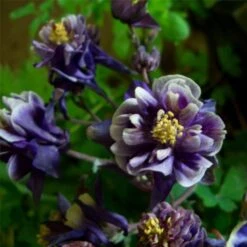 6 Pflanzen Akelei (Aquilegia) Mix 7 6 Pflanzen Akelei (Aquilegia) Mix -Günstiges Lichtnelke Geschäft Aquilegia vulgaris Akelei Winky Blue White double lichtnelke OWZ IV 1