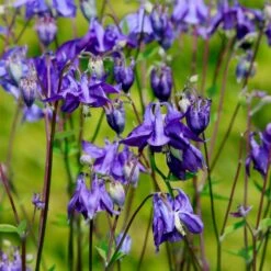 Gemeine Akelei (Aquilegia Vulgaris)