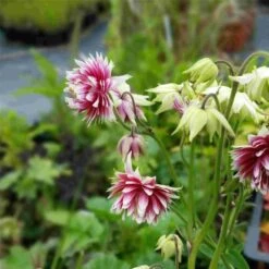 Günstiges Lichtnelke Geschäft -Günstiges Lichtnelke Geschäft Aquilegia vulgaris plena Akelei Nora Barlow lichtnelke OWZ II