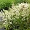 Prachtspiere (Astilbe X Arendsii) Astary White