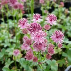 Große Sterndolde (Astrantia Major) Roma -Günstiges Lichtnelke Geschäft Astrantia major Grosse Sterndolde Roma lichtnelke OWZ I