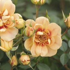 Bienenweide (Züchterrose) Bernstein