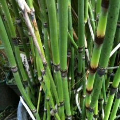 Riesen-Schachtelhalm (Equisetum Hyemale) Robustum