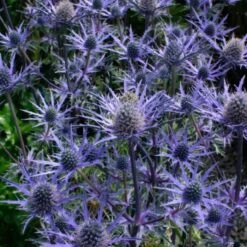 Kleine Edeldistel (Eryngium Cultorum) Lapis Blue -Günstiges Lichtnelke Geschäft Eryngium cultorum Kleine Edeldistel Lapis Blue AP II sk