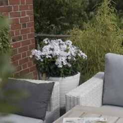 10 Pflanzen Flammenblume (Phlox) Mix -Günstiges Lichtnelke Geschäft Flammenblume Phlox Paniculata Flame Marine VF III