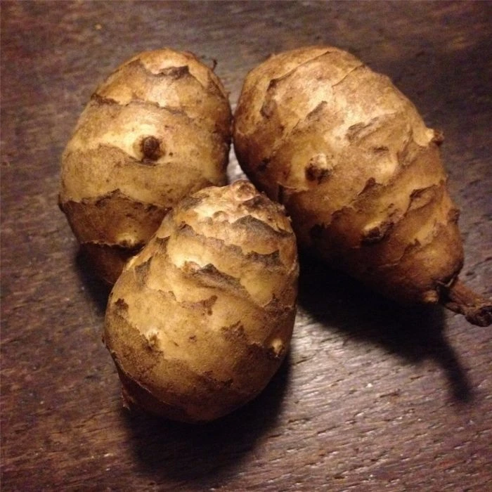 Topinambur (Helianthus Tuberosus) Topstar 1 Topinambur (Helianthus Tuberosus) Topstar