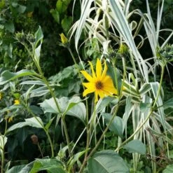 Topinambur (Helianthus Tuberosus) Topstar 7 Topinambur (Helianthus Tuberosus) Topstar -Günstiges Lichtnelke Geschäft Helianthus tuberosus Topinambur lichtnelke OWZ III 1