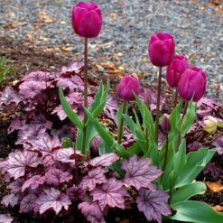 Purpurglöckchen (Heuchera) Sugar Plum