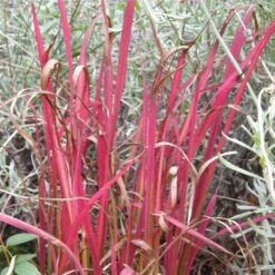 Flammengras / Japanisches Blutgras (Imperata Cylindrica) Red Baron