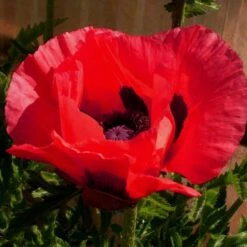 Türkischer Mohn (Papaver Orientale) Beauty Of Livermere