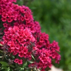 10 Pflanzen Flammenblume (Phlox) Mix -Günstiges Lichtnelke Geschäft Phlox paniculata Flammenblume Early Red VF II 1