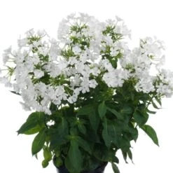 Flammenblume (Phlox Paniculata) EARLY White