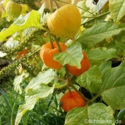 Günstiges Lichtnelke Geschäft -Günstiges Lichtnelke Geschäft Physalis alkekengi var franchetii Lampionblume lichtnelke I 1
