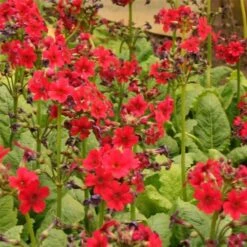 10 Pflanzen Primel (Primula) Mix -Günstiges Lichtnelke Geschäft Primula japonica Japanische Etagenprimel Millers Crimson lichtnelke OWZ I 1