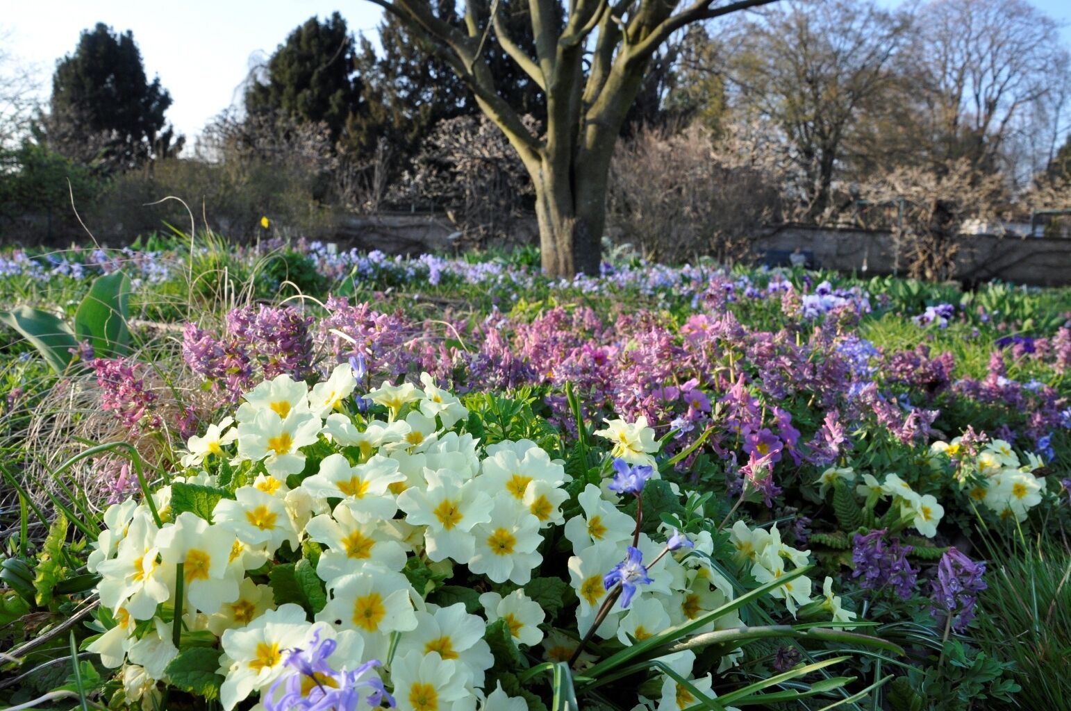 Günstiges Lichtnelke Geschäft -Günstiges Lichtnelke Geschäft a45rn m6iia