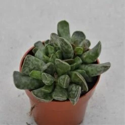 Adromischus Cooperi - 8,5cm