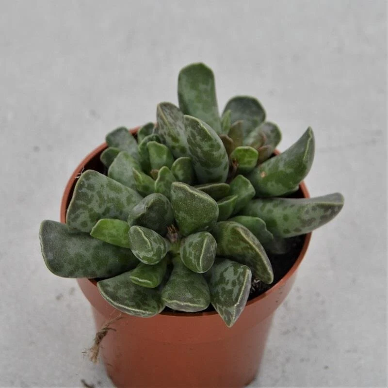 Adromischus Cooperi - 8,5cm 1 Adromischus Cooperi - 8,5cm