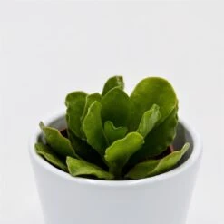 Adromischus Cristatus V. Mzimvubuensis - 5,5cm