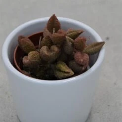 Adromischus Marianiae Cv. Coffee Bean - 5,5cm
