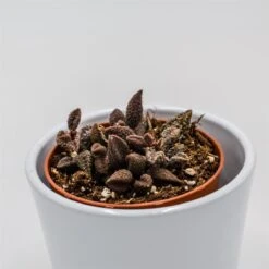 Adromischus Marianiae Cv. Coffee Bean - 8,5cm