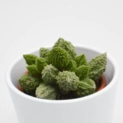 Adromischus Marianiae Lime Drops - 8,5cm