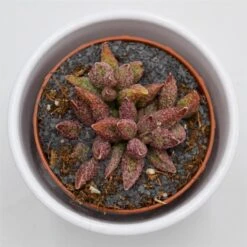 Adromischus Marianiae Var. Antidorcatum - 8,5cm
