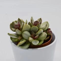 Adromischus Pink Blush - 8,5cm