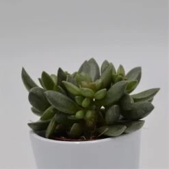 Adromischus Schuldtianus Subsp Juttae - 5,5cm