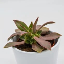 Aeonium Leucoblepharum - 8,5cm