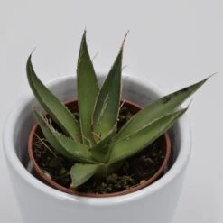 Agave Filifera - 5,5cm