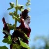 Stockrose (Alcea Rosea Var Nigra) Schwarz / Einfach