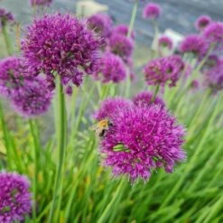 Berglauch (Allium Senescens) Lavender Bubbles