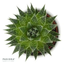 Aloe Aristata - 5,5cm