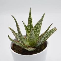 Aloe Carola - 10,5cm