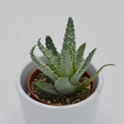 Aloe Humilis - 5,5cm