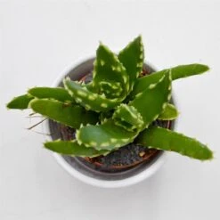 Aloe Mitriformis - 5,5cm