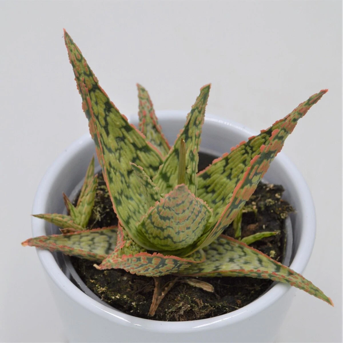 Aloe Pink Blush - 8,5cm 1 Aloe Pink Blush - 8,5cm