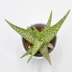 Aloe Rauhii Snowflake - 5,5cm